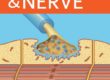 Nerve and Muscle cover