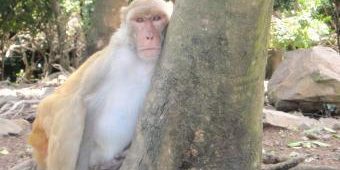 investigaciones-puerto-rico-vih