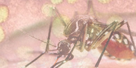 BaileyKA_2015_UPR_MED_Scott_C_Weaver_featureimg